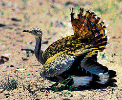 WHO CLIPPED ITS WINGS? Bustard numbers are dipping. (Photo by M R Manjunath )