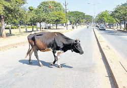 A stray cattle walks on one of the main roads in Chamarajanagar. dh photo