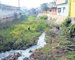 Sorry state: The lush growth of weeds in a drain at Hassan. dh photo