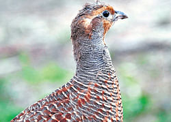 Precious avian: A grey partridge at the BRT reserve. DH photo