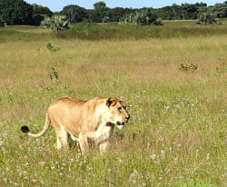 This photo taken April 2012 shows a lioness walking through the tall grass in the Phinda Private Game Reserve, near Hluhluwe, South Africa. The lions that roam Africa's savannahs have lost as much as 75 percent of their habitat in the last 50 years as humans overtake their land and the lion population dwindles, said a study released by researchers at Duke University Tuesday, Dec. 4, 2012.  AP