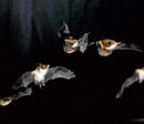 A sound  system that lets bats see
