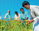 leading the way Puttaraju (extreme right) offers guidance to other farmers. Photo by Anand Teertha Pyati