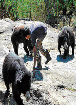 A worker offers food for bears at the Bear Rescue and Rehabilitation Centre in  Bannerghatta National Park in Bangalore on Wednesday. DH Photo