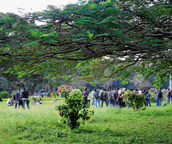 GREEN LEGACY: The Cubbon Park is one of the crucial lung spaces of Bangalore.  Photo by  Johan Enqvist