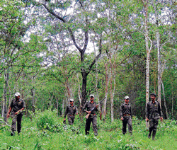 Vigilant: Members of the Special Tiger Protection Force (STPF) inside Nagarhole Tiger Reserve. The chief objective of STPF is to tackle and curb poaching. Photo by the author