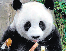 Giant panda's population history reconstructed
