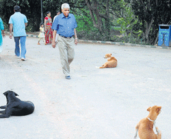 Beware: Walkers in Lalbagh have to guard against stray dogs. DH Photos by Dinesh S K