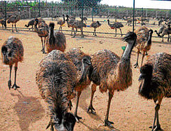 Lucrative: Emus at Gandham Nagenahalli of Gudibande taluk. DH Photo