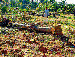 Times of distress: A farmer seen with a felled coconut tree  owing to crash in price of coconut produce in Arsikere. DH&#8200;PHOTO