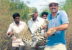A leopard that entered a town is tranquilised and taken back to the forest in Tumkur by forest department staff and wildlife biologist Sanjay Gubbi (right). KPN