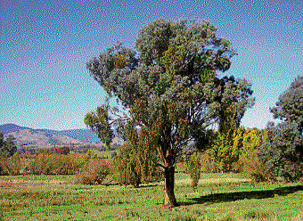 NURTURER Box mistletoe on a tree in Australia. (Photo: Matthew Herring via NYT)