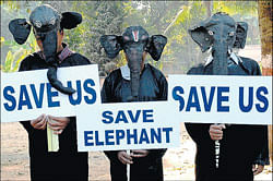 People for Animals activists participate in a campaign in Bhubaneswar to save elephants after the recent train accident in which five pachyderms were killed.