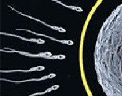 US sperm donor sued for child support
