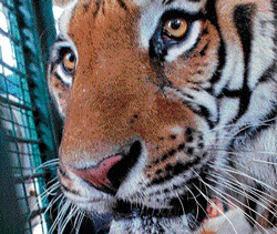 Forest dept seeks funds from State for Project Tiger