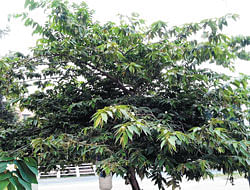 SHADE-GIVING Jamaican cherry tree.  (photos by the author)
