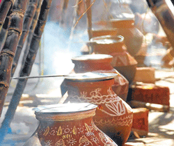 New beginning: Sweet pongal, which is made in pots, is an integral part of the festival.