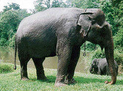 CONFLICT Most elephants are killed by speeding trains in the Siliguri region.
