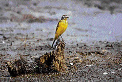 birds eye view Attiveri Bird Sanctuary is home to many species of birds, including the yellow wagtail. (photo by the author)