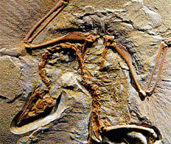 India's first dinosaur fossil rediscovered