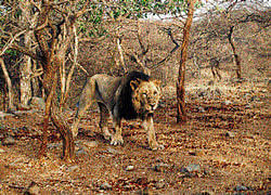 Majestic A lion on the prowl in the forest (PHOTO BY ADITYAVIKRAM MORE).