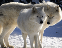Two arctic wolves stand in the snow on January 16, 2013 at the small zoo of Servion, Western Switzerland. AFP PHOTO