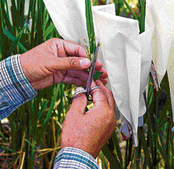 Funding for research in wheat, rice breeding