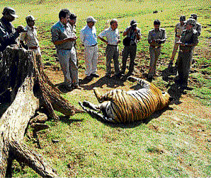 The carcass of the tiger which was found in the Kabini  backwaters at Nagarahole.