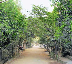 Trees flank the road at Hennur Bande. DH photo