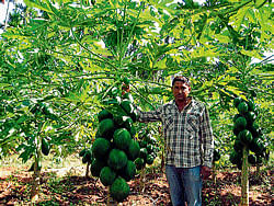 B R Krishna in his papaya plantation. dh photo