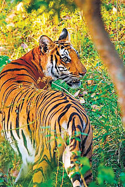 Now, Aadhaar-like ID numbers for tigers