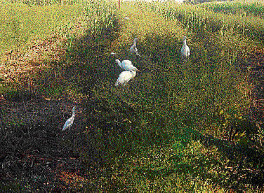a helping hand Egrets on a farm in a Haveri village. They feed on pests and save farmers a lot of trouble. (photo by the author)
