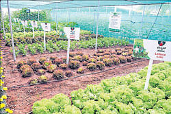 Varieties of Lettuce and other crops on display at  Krishi Mela, held as part of Suttur Jatra Mahotsav at Suttur, Mysore district on Wednesday.