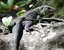 Jungle runner lizard Ameiva vittata. Wikipedia