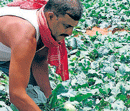 Farmers' labour in vain