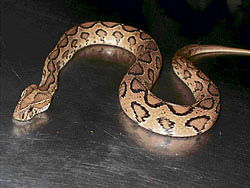 Snake skin fashion in Europe putting pythons at risk