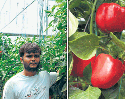 Lucrative: Chethan Reddy in his polyhouse (R) Capsicum cultivated in green house. DH Photos
