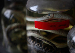 Dead snakes are preserved in glass jars at a snake farm in Zisiqiao village, Zhejiang Province February 22, 2013. Residents of Zisiqiao village, also known as 'Snake Town', raise over 3 millions snakes a year whose meat is sold to food manufacturers and their venom to pharmaceutical companies, according to local media. REUTERS