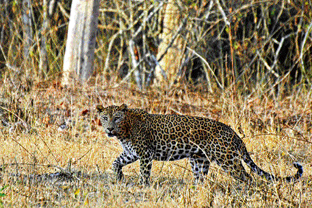 THY FEARFUL SYMMETRY Nagarahole has a healthy population of predators.