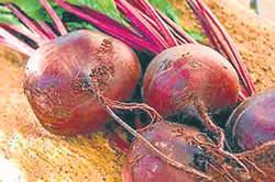 Beetroot, rich in protein, has multiple health benefits.