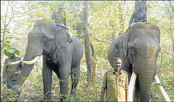 Tamed elephants Harsha and Vikram arrive at a plantation in Kalmakaru village in Subrahmanya to chase wild elephants back to the forest, on Tuesday evening. dh photo