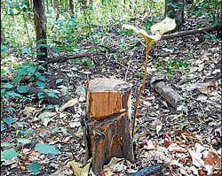 Tree smugglers plunder State forests