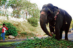 Elephants which are brought from other states are often forced to take part in various  ceremonies in Karnataka, in the name of religion and tradition. DH File Photo