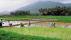 Paddy sown in just 1.65 lakh hectares against the normal area of 3.01 lakh hectares.