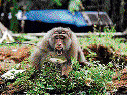 Monkey menace irks lawmakers in Bihar