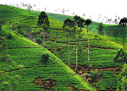 Picturesque A lush green carpet of tea shrubs at Nuwara Eliya