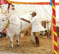 Best dressed: Farmers ready their cattle for the fair at Nandi in Chikkaballapur. dh photo