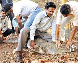 Dangerous work: Herpetologist Manju and others struggle to overpower a crocodile which was caught on a fence near Karanji lake in Mysore on Saturday. dh photo