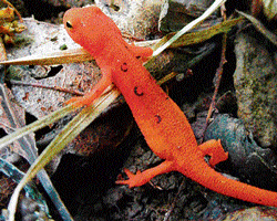NEW DEVELOPMENT: The red-spotted newt may have evolved the ability to regenerate organs and limbs in relatively recent times.(photo: Handout via New York State Dept. of Environmental Conservation)