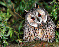 FAMILIAR, YET UNKNOWN: A long-eared owl in the Netherlands. (Kjell Janssens via NYT)